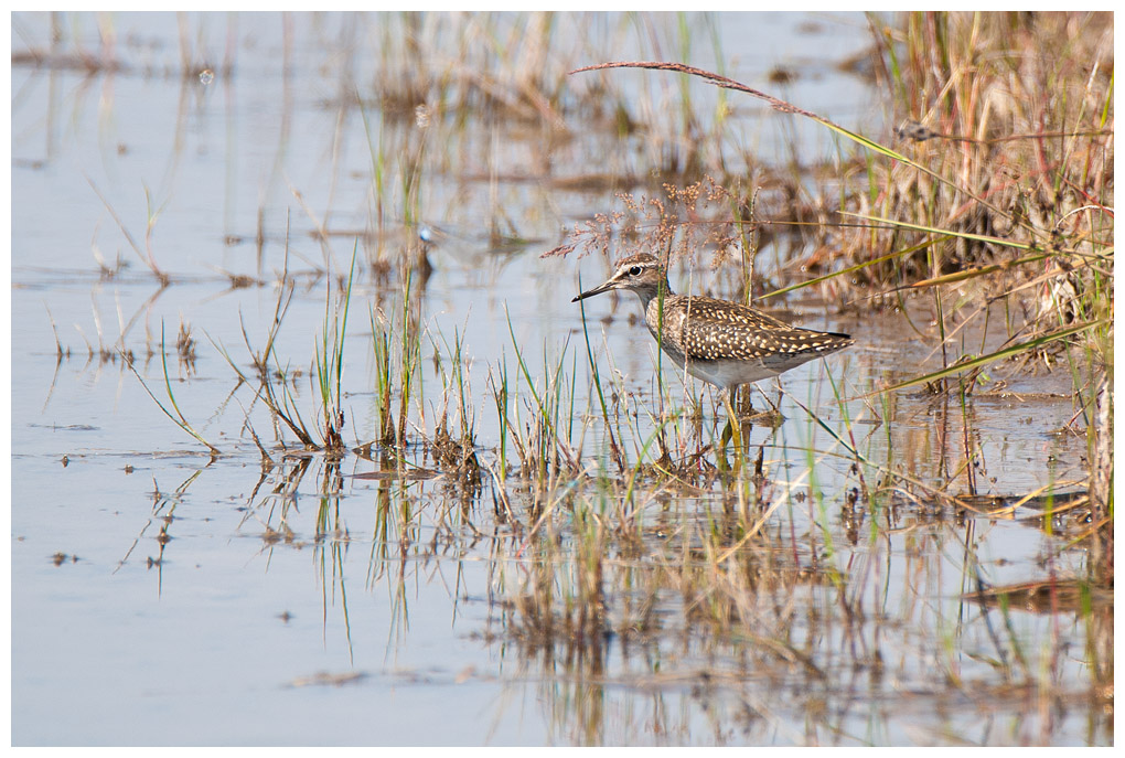 Bruchwasserlaeufer009.jpg
