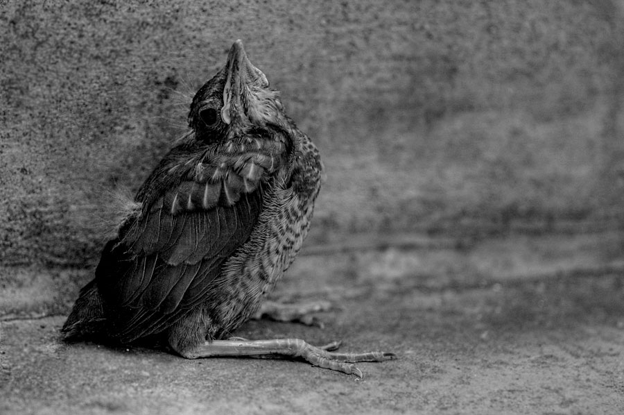 amsel_k3.jpg