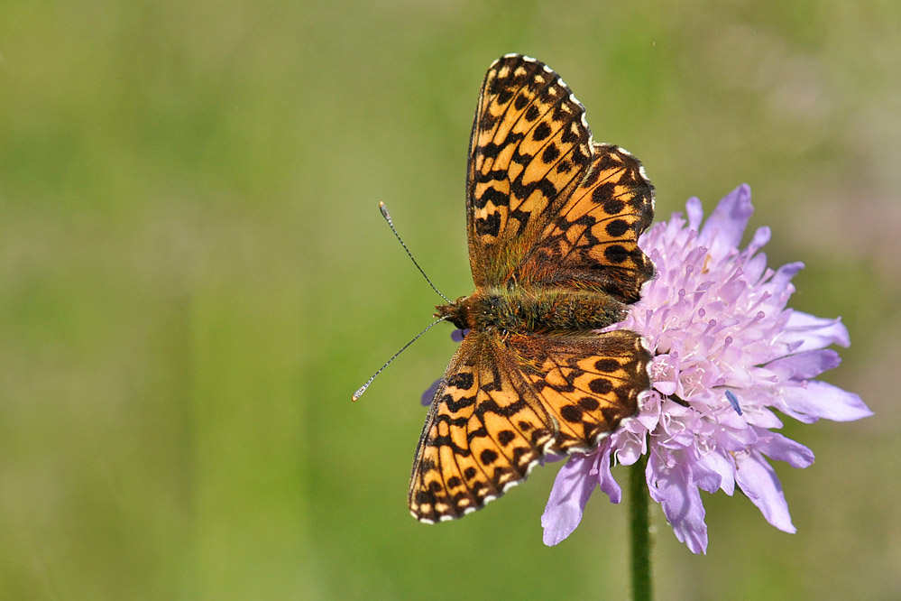 titania_churwalden_20110802_2.jpg