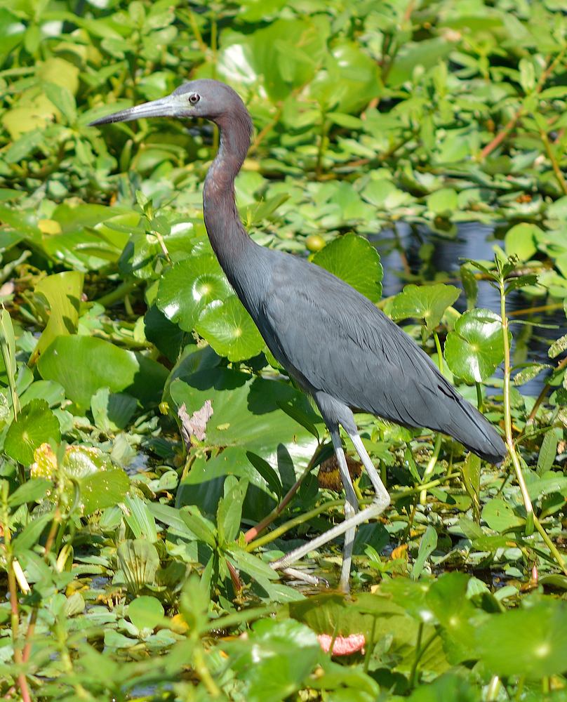 Bird6.jpg