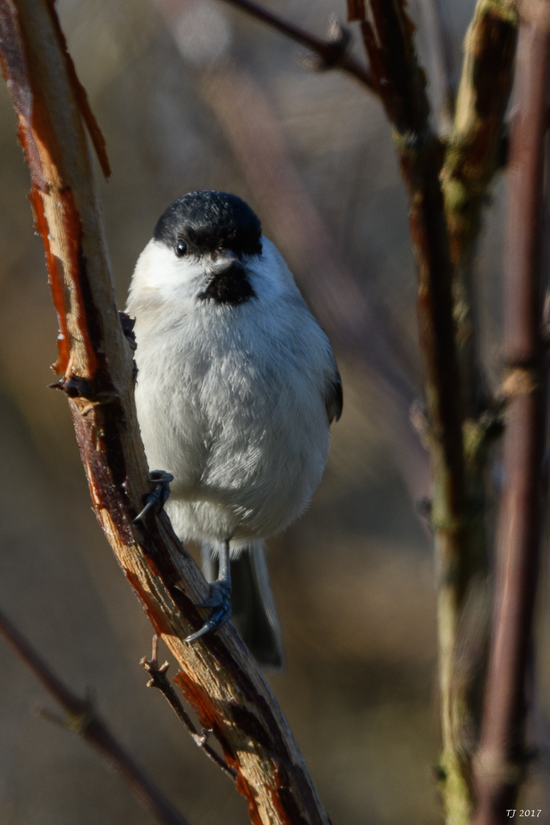 DSC_0772.jpg