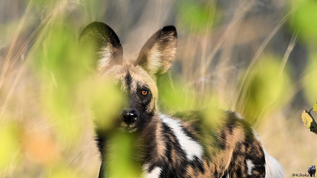 braun-schwarz-weißer Wildhund durch einen Busch fotografiert