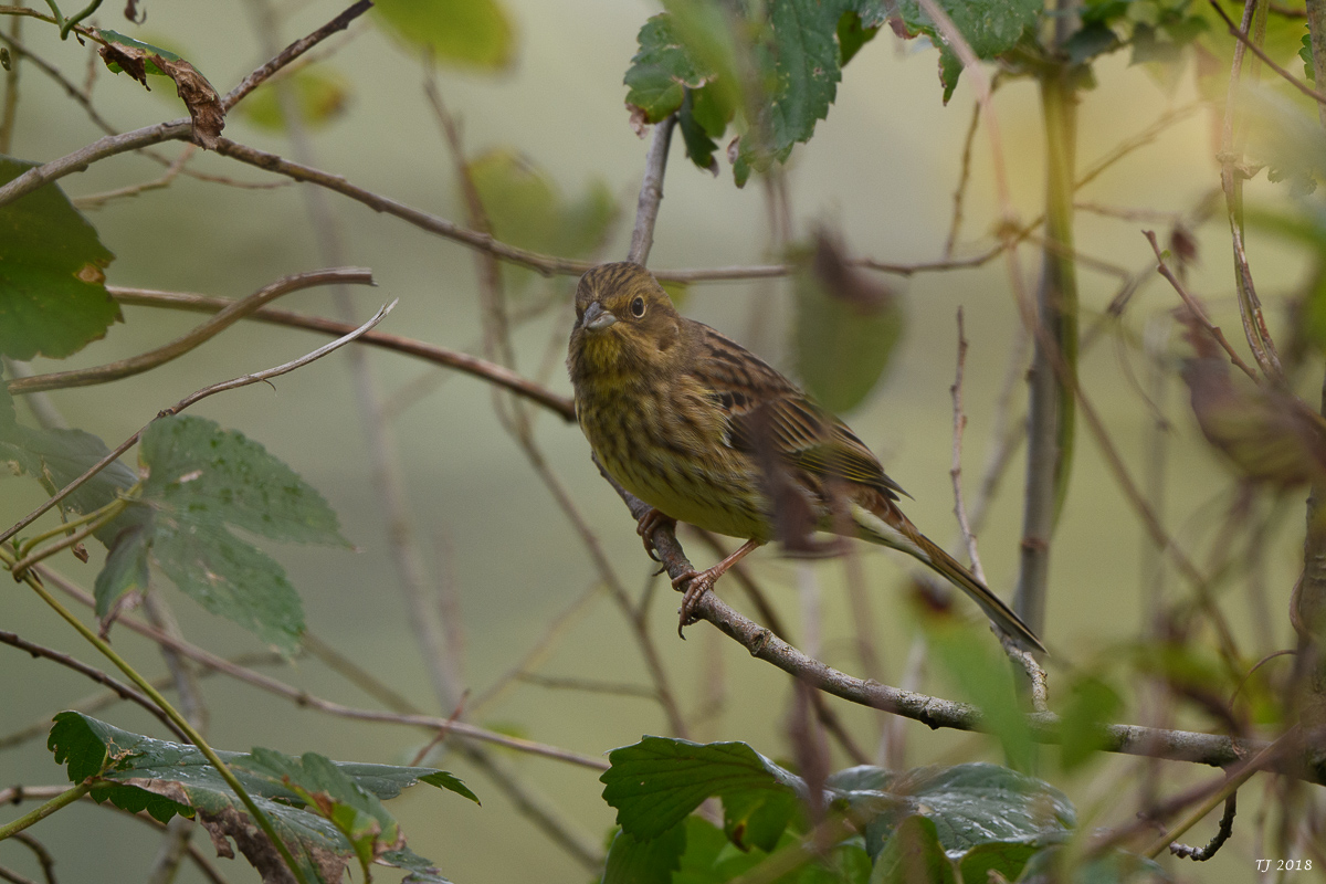 DSC_0720.JPG