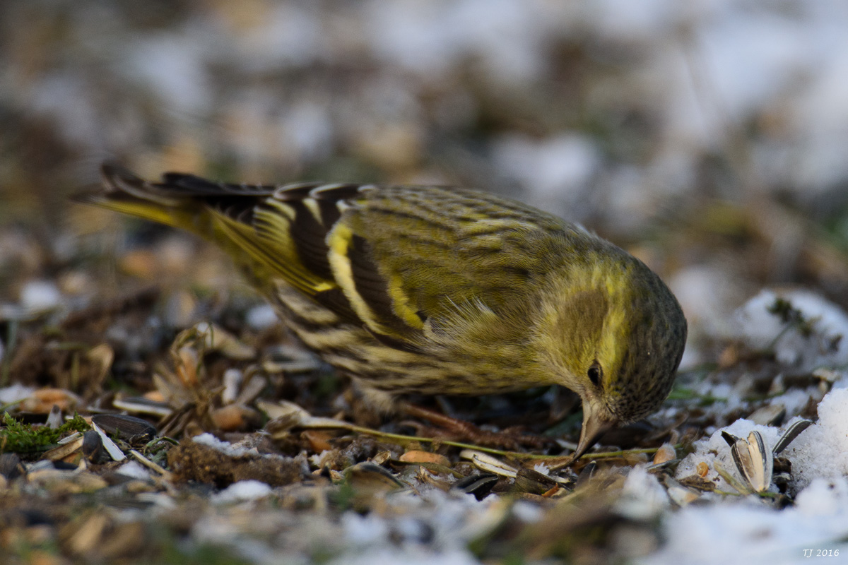 DSC_1928.jpg