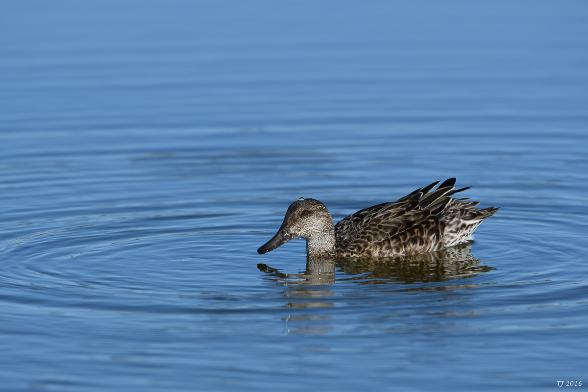 DSC_1684.jpg