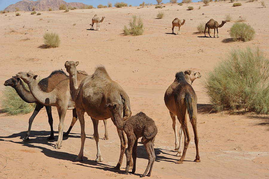 jordanien13_288.jpg