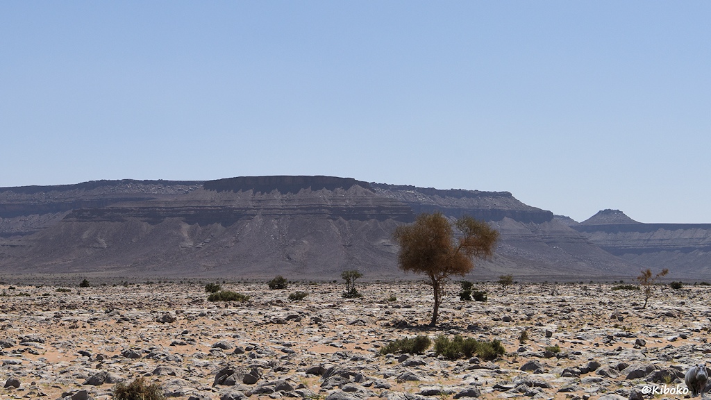 Das Bild zeigt eine Steinwüste aus hellgrauen Felsen mit blassen lachsfarbenen Sand zwischen den Felsen. Ein einzelner trockener Baum steht auf den felsigen Boden. Ein paar wenige grüne Büsche verteilen sich in der Ebene. Im Hintergrund ist ein graubrauner Berghang mit waagerecht verlaufenden Stufen.