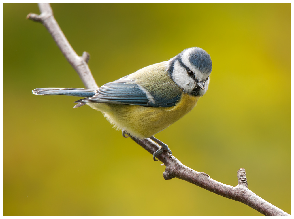 Blaumeise049.jpg