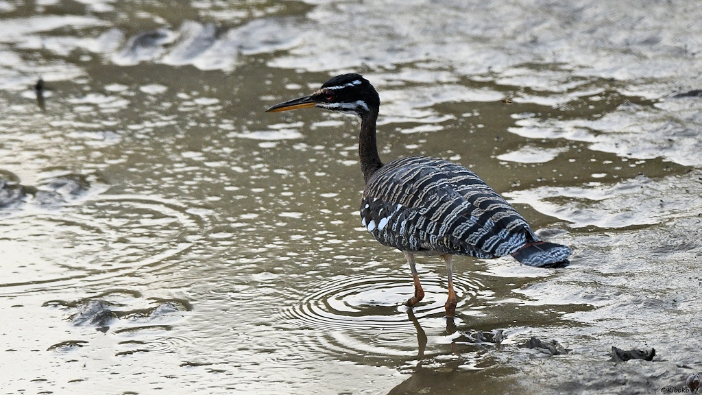Ein großer schwarz-weiß gestreifter Vogel steht in einem Tümpel