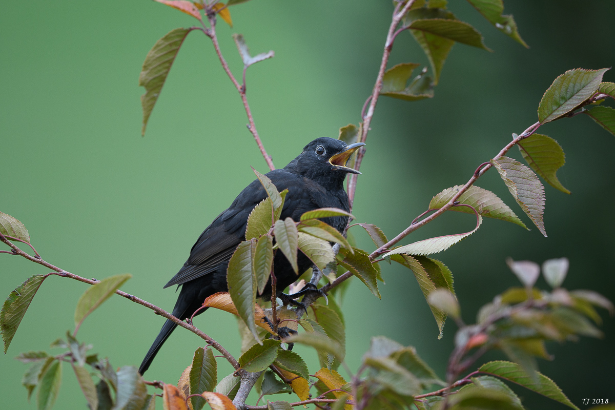 DSC_5633.jpg
