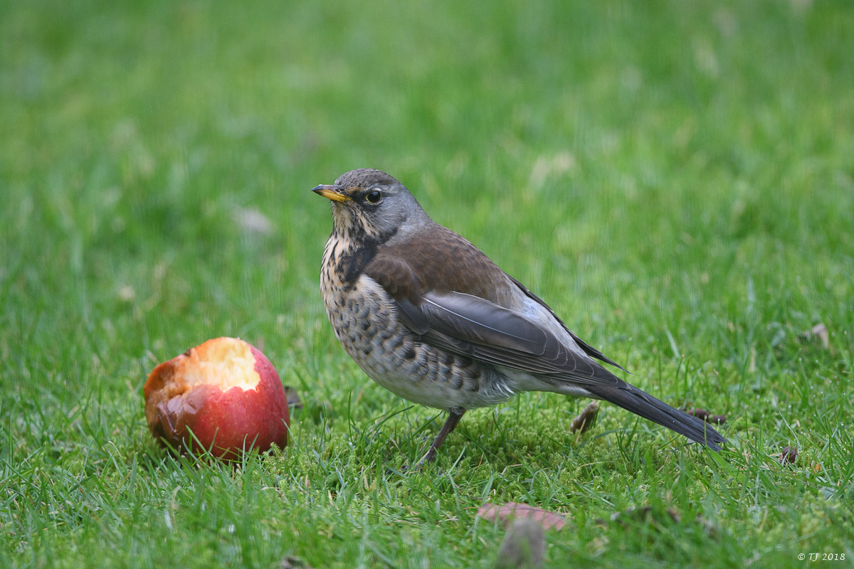 DSC_3285.jpg