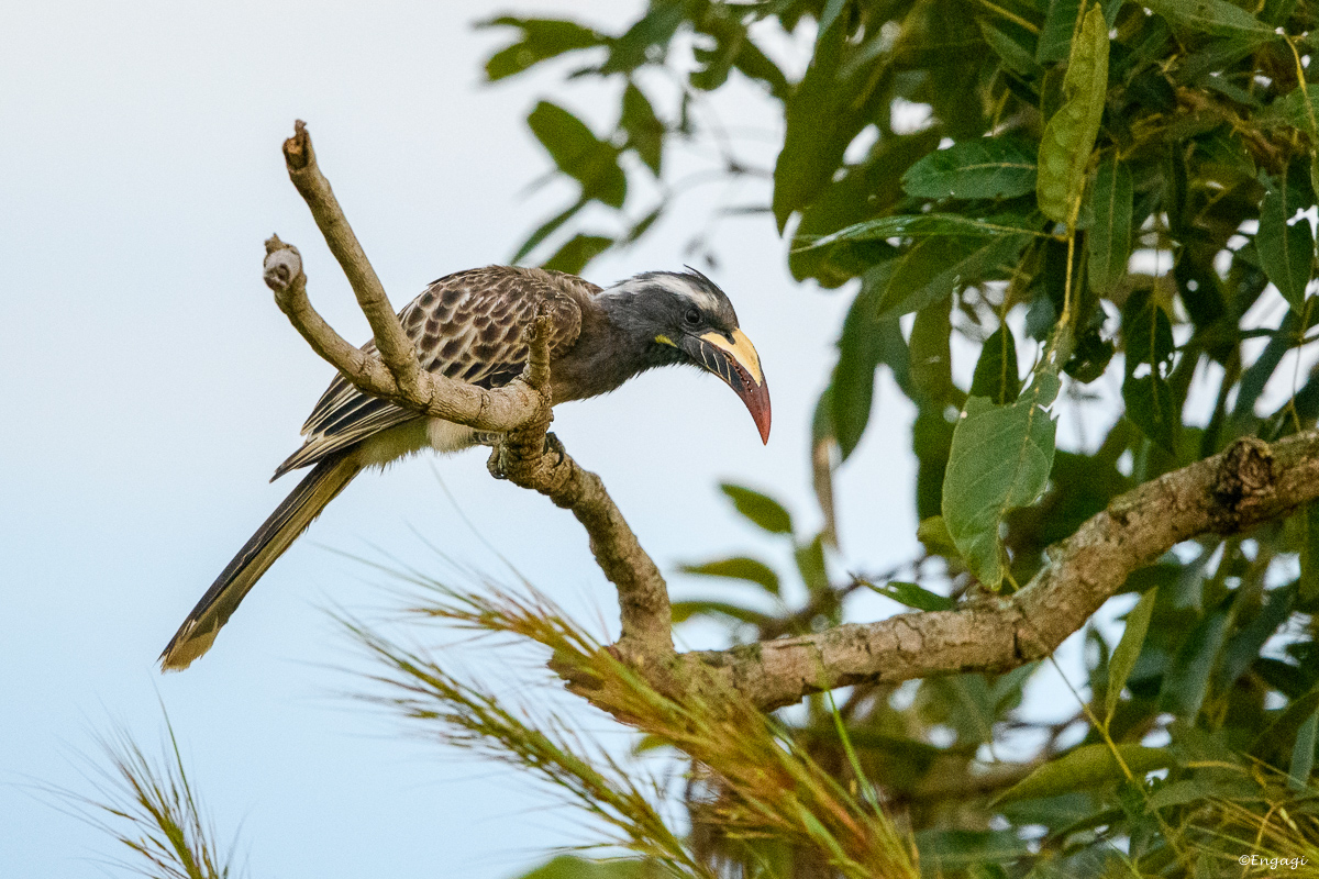 Uganda%200108.jpg