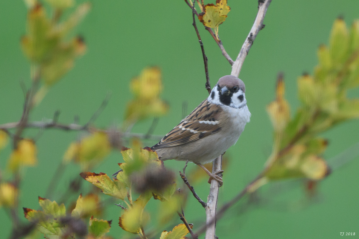 DSC_5647.jpg