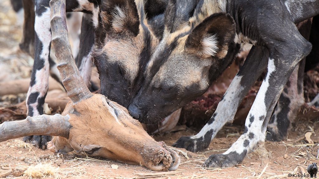 Das Bild zeigt zwei Wildhundköpfe, die vom Kopf einer braunen Antilope noch etwas Fleisch abnagen.