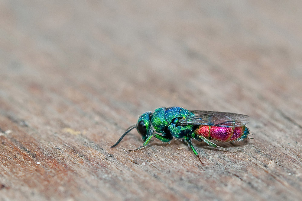 web-chrysis-marginata-1.jpg