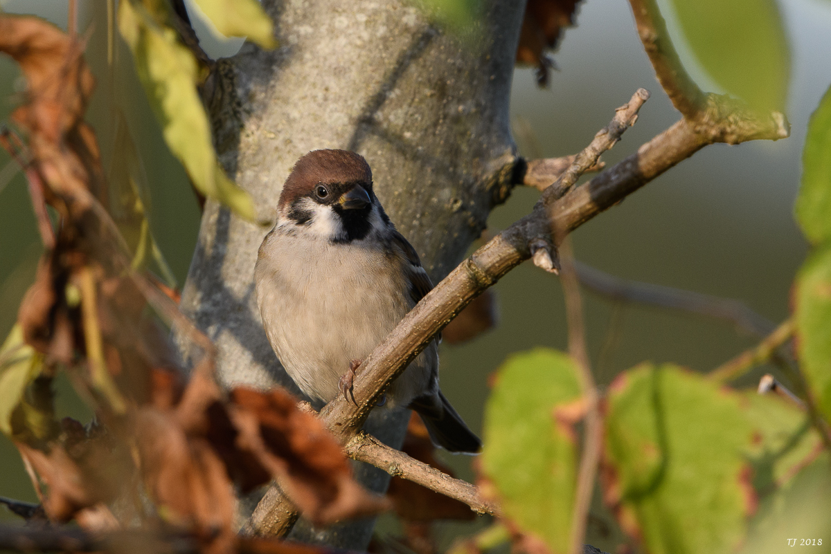 DSC_5672.jpg