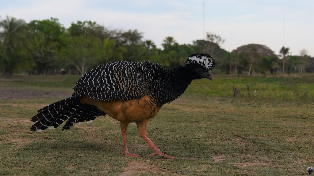 Großer, schwarzer Vogel, mit weißem Kamm, mit braunem Bauch und roten Füßen aus der Froschperspektive