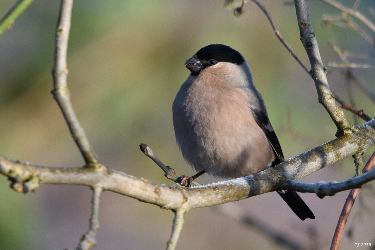 DSC_6933.jpg