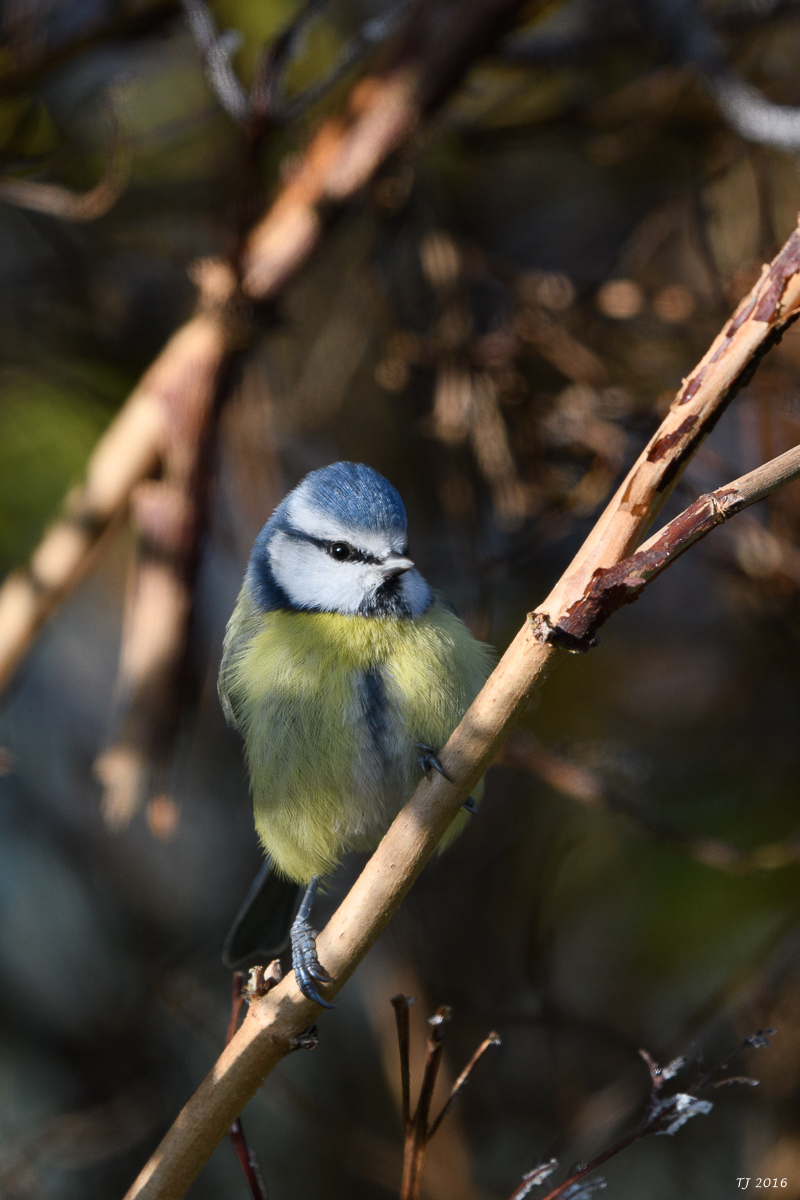 DSC_0051.jpg