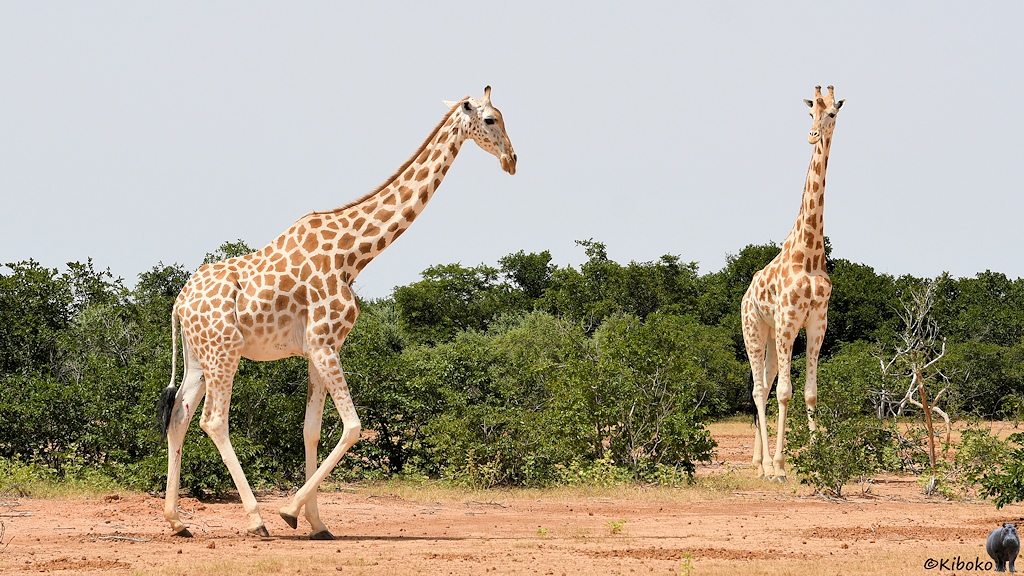 Das Bild zeigt zwei Giraffen. Die linke Giraffe trabt nach rechts und folgt der Herde. Die rechte Giraffe schaut zurück auf die anrückenden Touristen, die nicht mit im Bild sind.