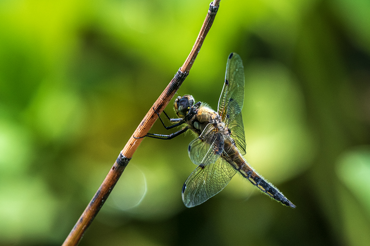 20190705_D500_0088NF.jpg