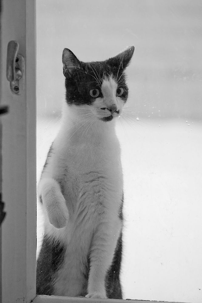 tommy-maya-5.jpg