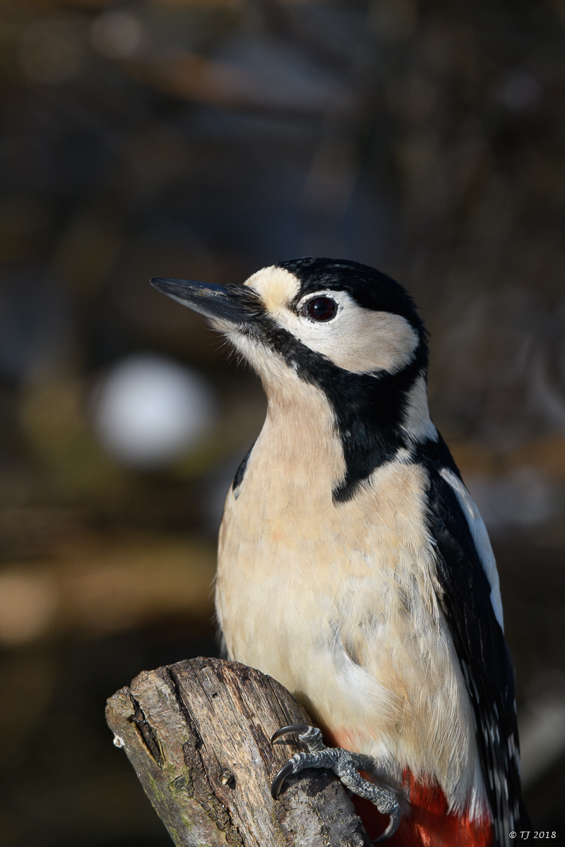 DSC_3390.jpg