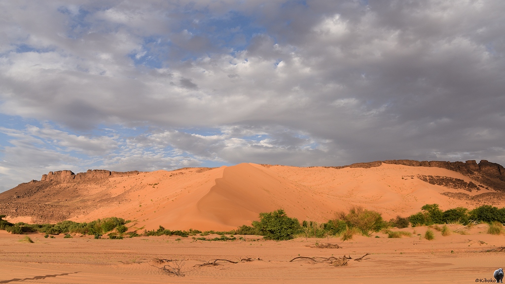 Das Bild zeigt eine hohe Düne von vom End eher. Der Kamm führt den Hang hinauf bis zu den Gipfeln der querliegenden Bergkette im Hintergrund. Im Vordergrund liegen ein paar trockene Äste im lachsfarbenen Sand. Ein grünes Band aus Bäumen und Büschen umringt die Düne.