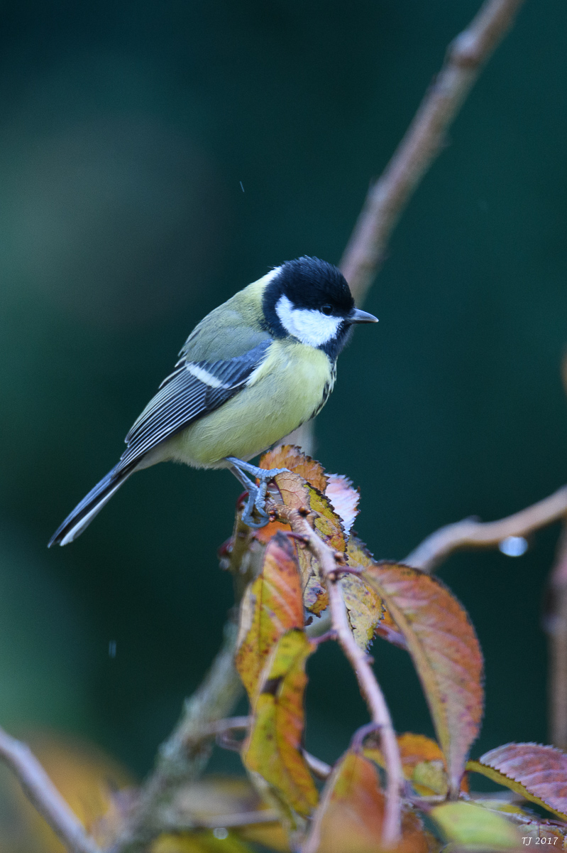 DSC_0097.jpg