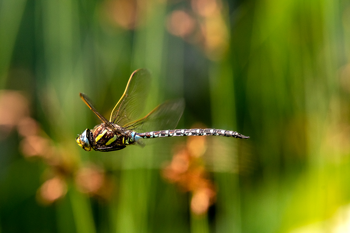 20180611_D500_1227NF.jpg