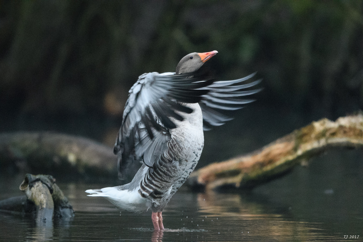DSC_0842.jpg