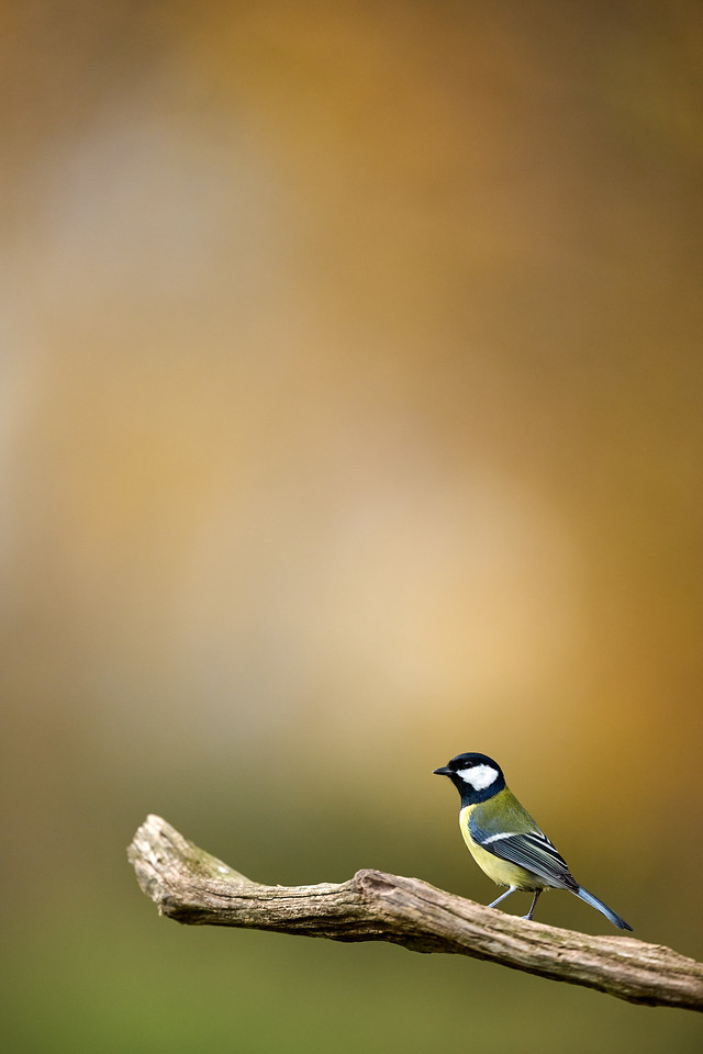 DSC_8871-X2.jpg