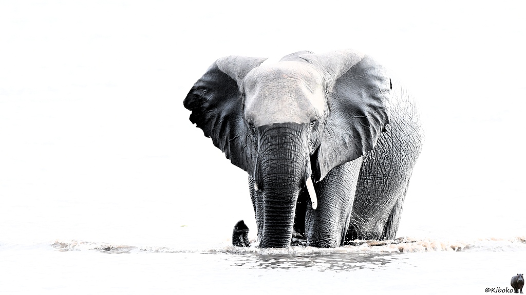 s884_Chobe_Elefant_HK_7105.jpg
