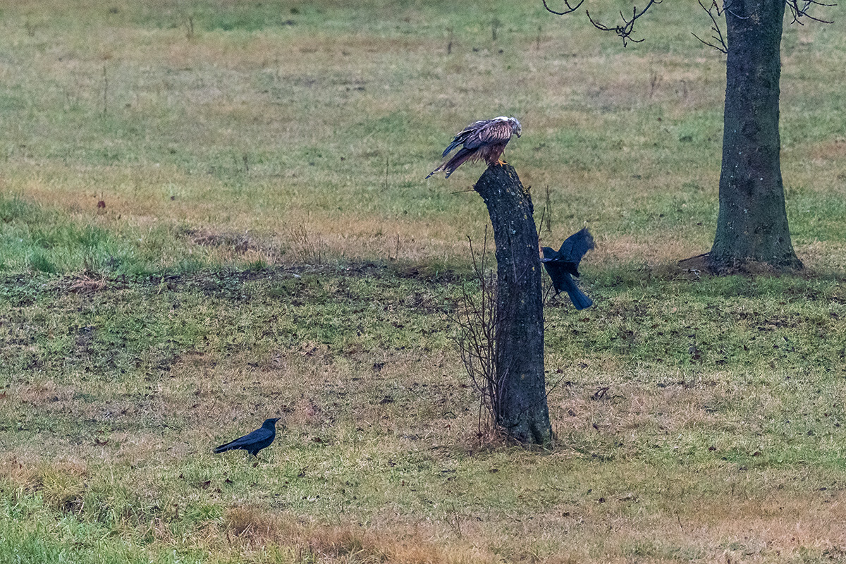 20201206_D500_0291NF.jpg