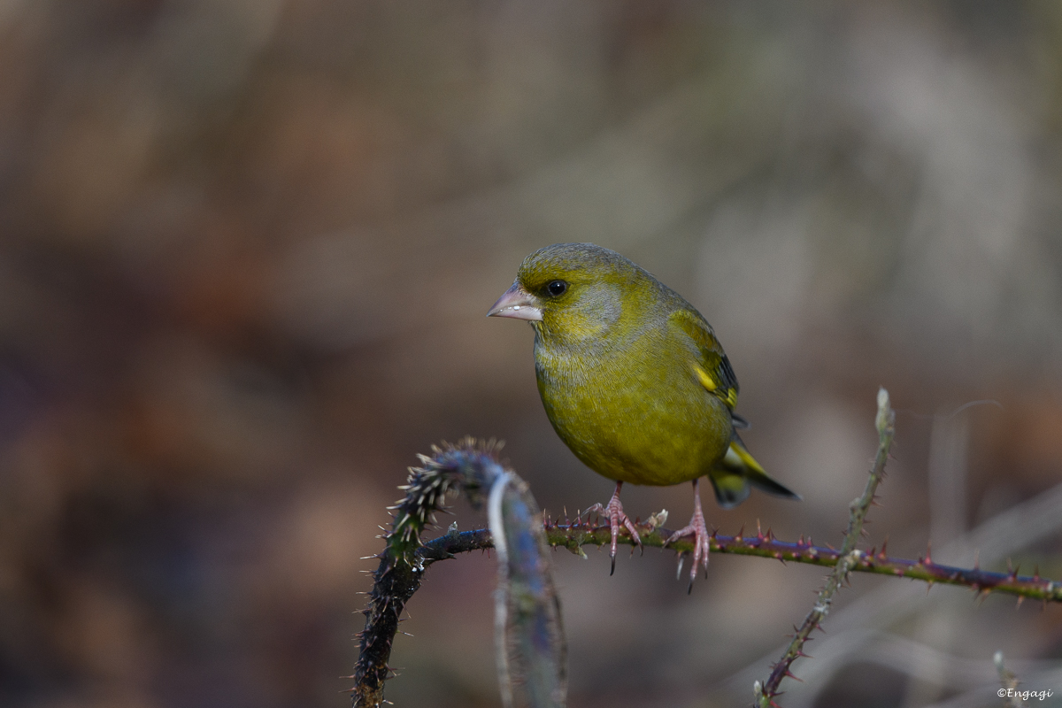 DSC_8129.jpg