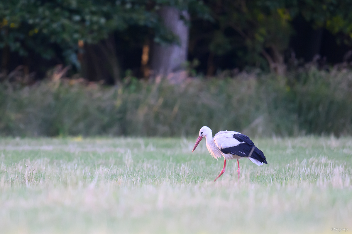DSC_4554.jpg