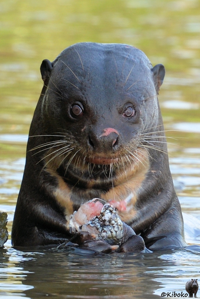 s470_PortaJofre_Riesenotter_6608_h.jpg