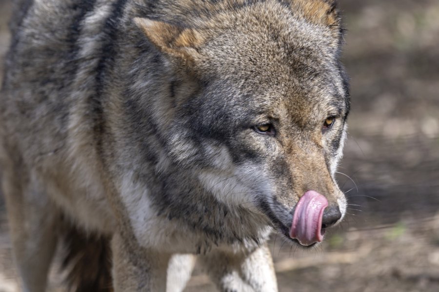 tierpark_haag23_62.jpg