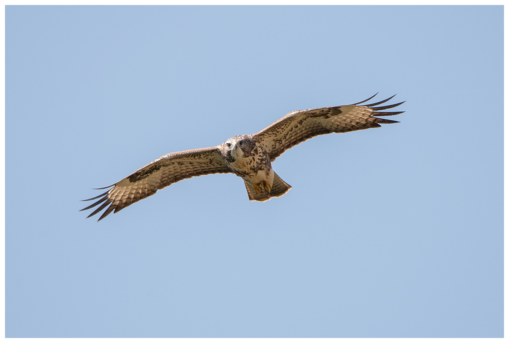 Bussard003.jpg