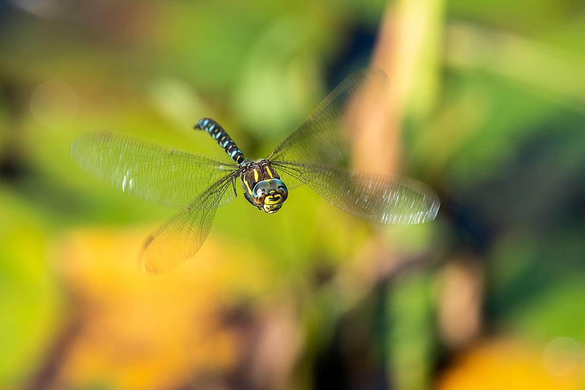 20180805_ND5_0322NF.jpg
