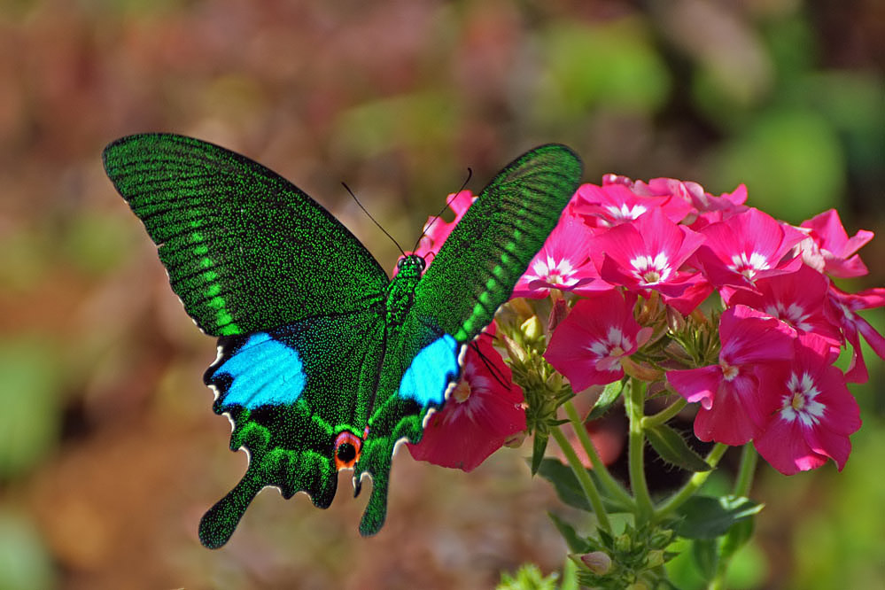 tf-mm-papilio_arcturus.jpg