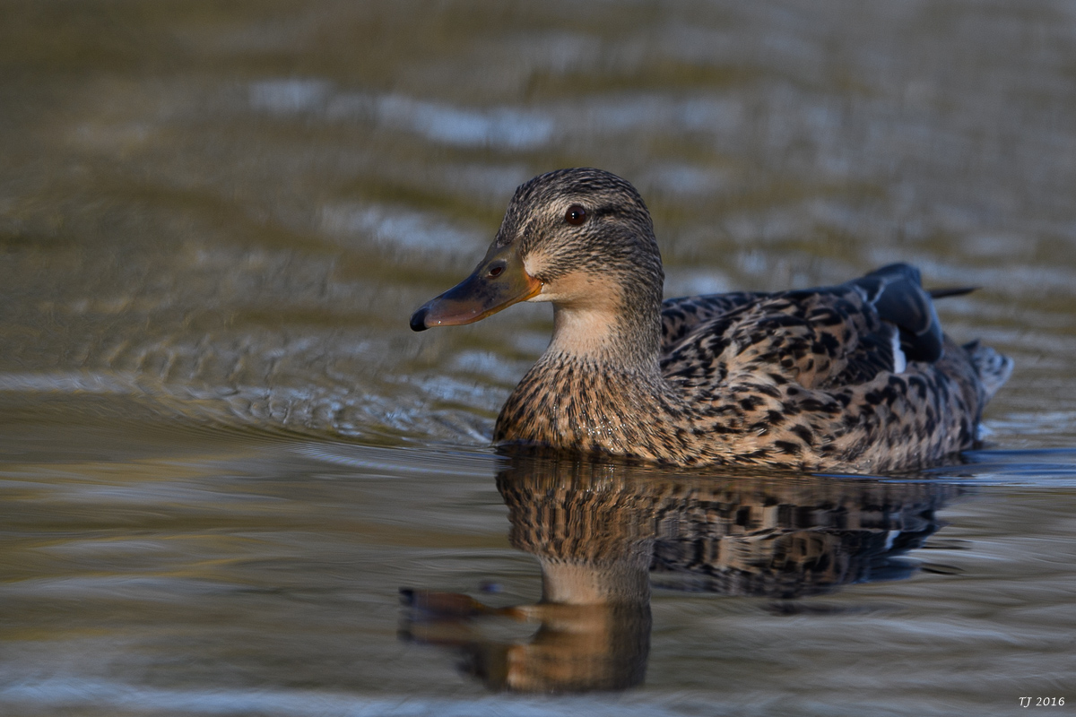 DSC_0557.jpg