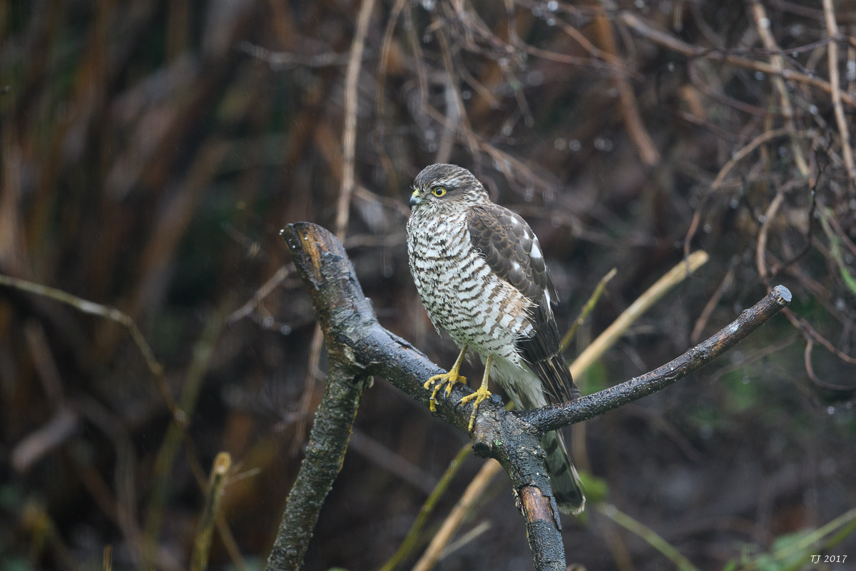 DSC_3196.jpg