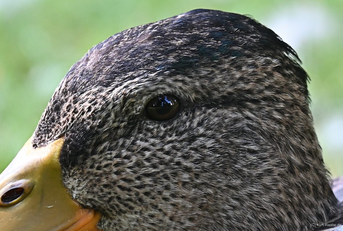 C-Kurt-Raabe.deKRZ_3725_100_01.jpg
