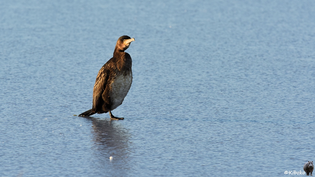Das Bild zeigt einen Kormoran auf einem Bein auf einer hellblauen Eisfläche.