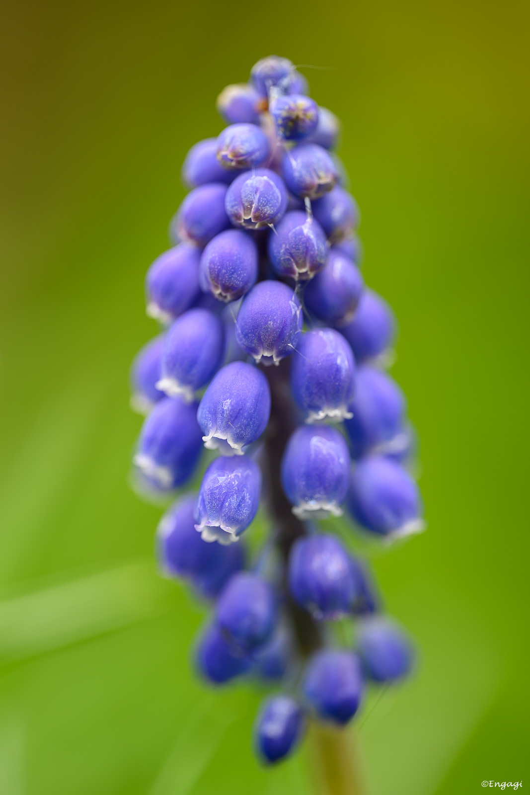 DSC_3273a.jpg