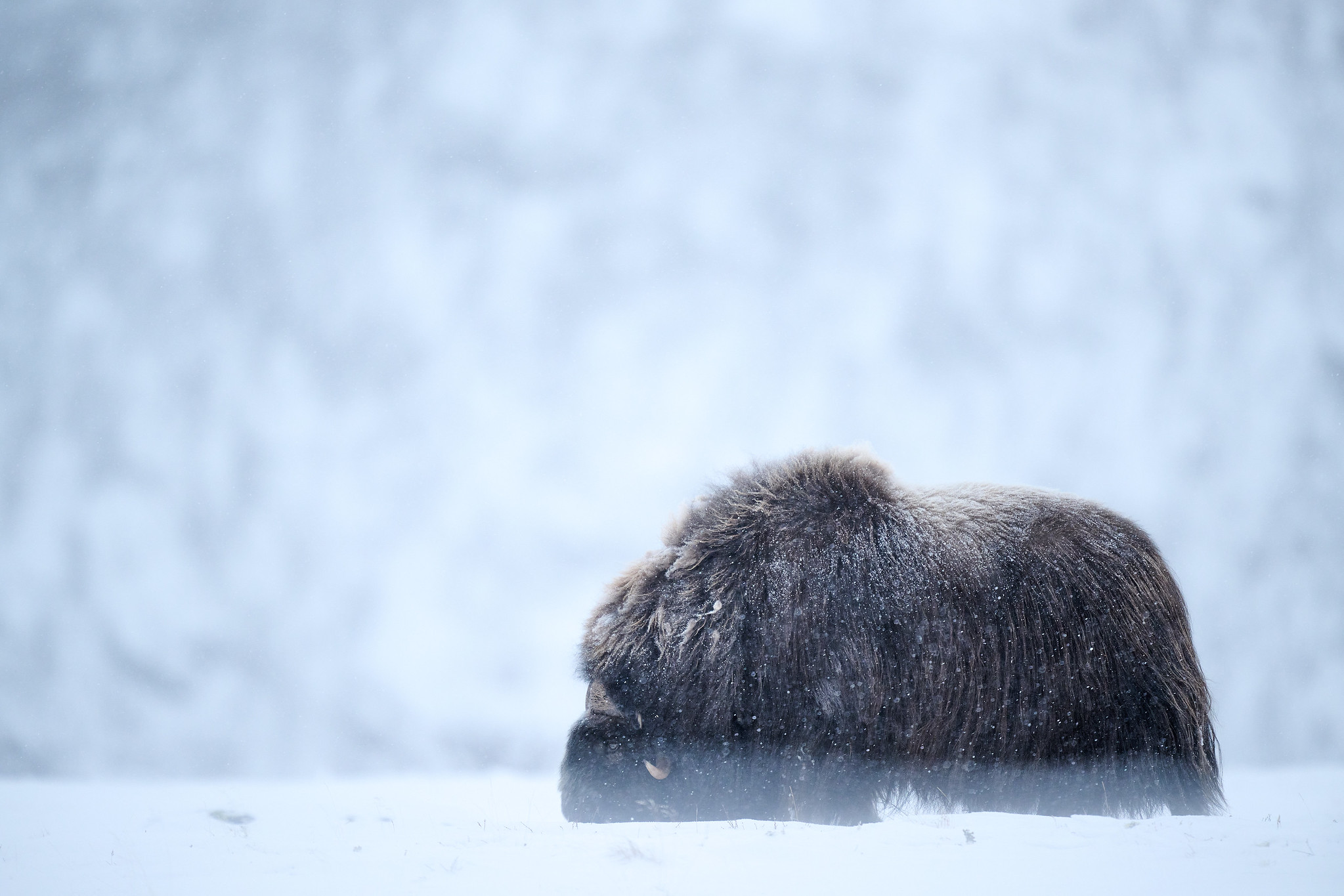 DSC_3380-X4.jpg