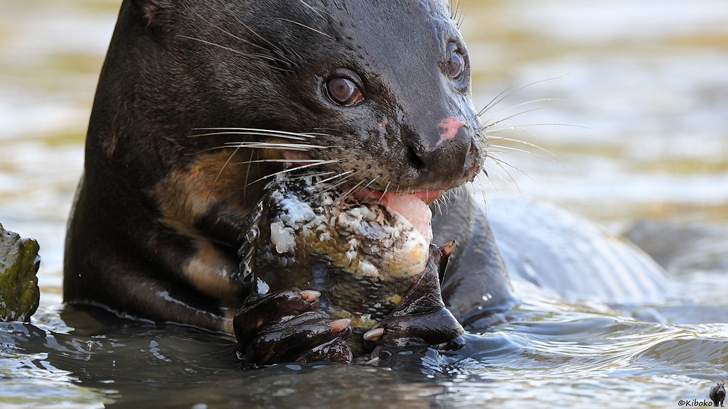 s470_PortoJofre_Riesenotter_7805.jpg