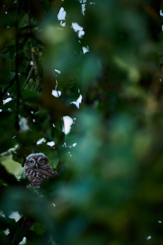 DSC_1158-X2.jpg