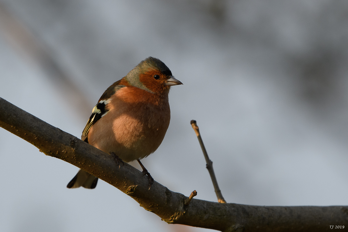 DSC_7464.jpg